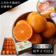 �ھ����ֹ棵�������д������쥮��顼Ȣ���ͥ������������ץ�ߥ��ࡡ������
