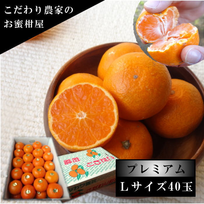 �ھ����ֹ棵�������д������쥮��顼Ȣ���̥������������ץ�ߥ��ࡡ������