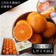 �ھ����ֹ棵�������д������쥮��顼Ȣ���̥������������ץ�ߥ��ࡡ������