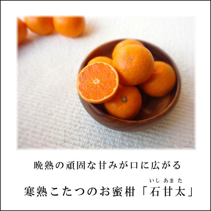 �ھ����ֹ棵�������д�������Υ��ե�Ȣ����̥����������ʡ������