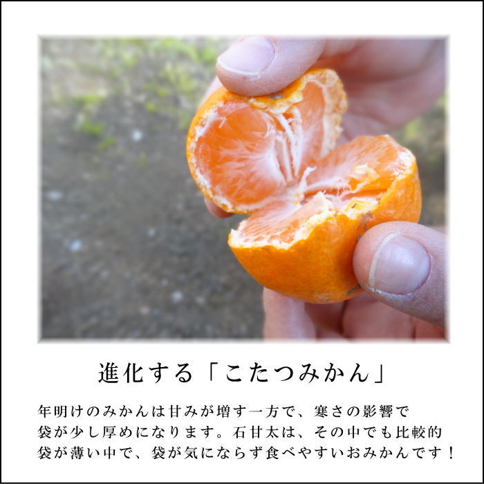 �ھ����ֹ棵�������д�������Υ��ե�Ȣ����̥����������ʡ������