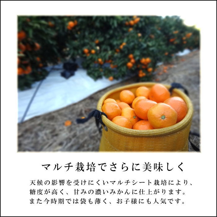 �ھ����ֹ棵�������д�������Υ��ե�Ȣ����̥����������ʡ������