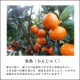 �ھ����ֹ棵�������д�������Υ��ե�Ȣ����̥����������ʡ������