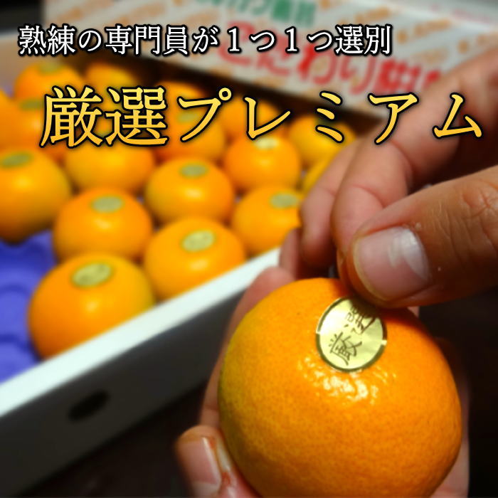 �ھ����ֹ棲�����ۤ������β���Ȣ���ӥ������������ץ�ߥ��ࡡ��������