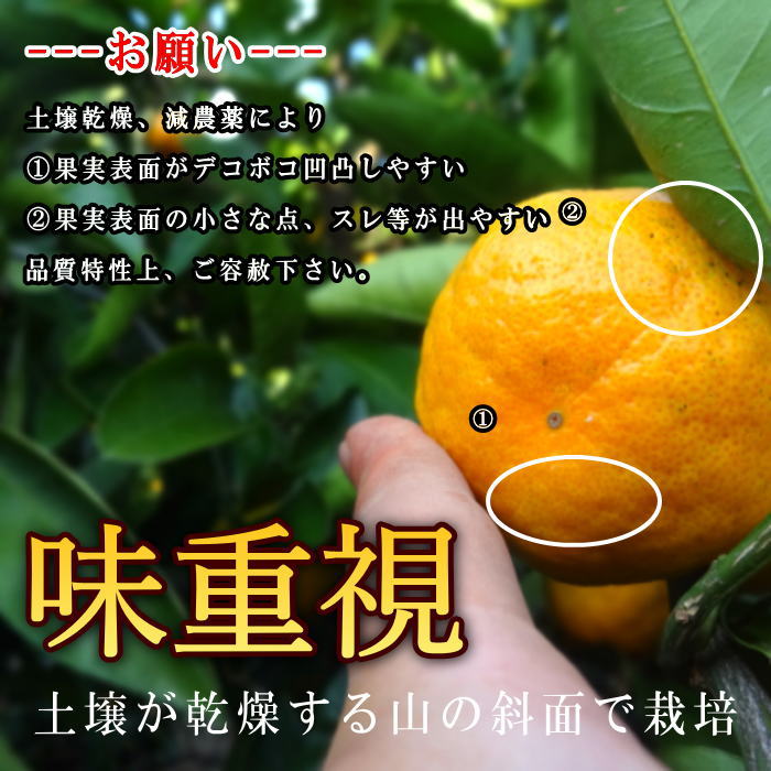 �ھ����ֹ棲�����ۤ������β���Ȣ���ӥ������������ץ�ߥ��ࡡ��������