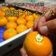 �ھ����ֹ棲�����ۤ������β���Ȣ���ӥ������������ץ�ߥ��ࡡ��������