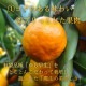 �ھ����ֹ棲�����ۤ������β���Ȣ���ӥ������������ץ�ߥ��ࡡ��������