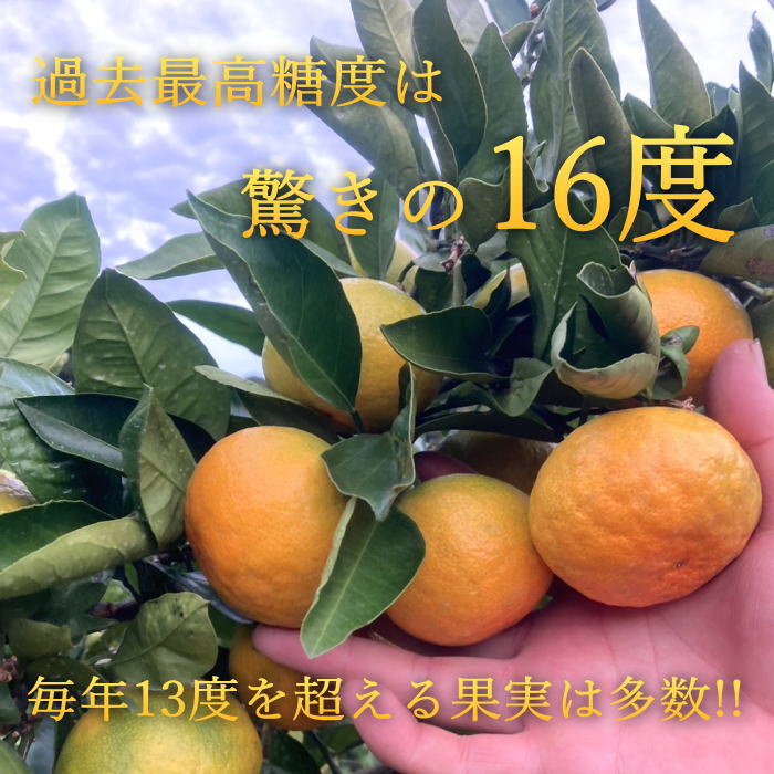 ھֹ棲ۤΥեȢӥץߥࡡ