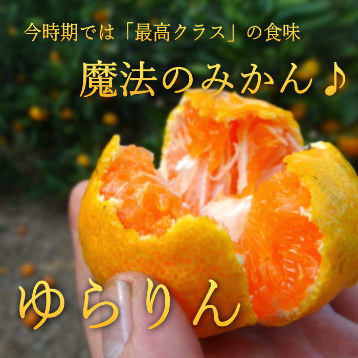 �ھ����ֹ棲�����ۤ���󡡥쥮��顼Ȣ���ӥ������������ץ�ߥ��ࡡ��������