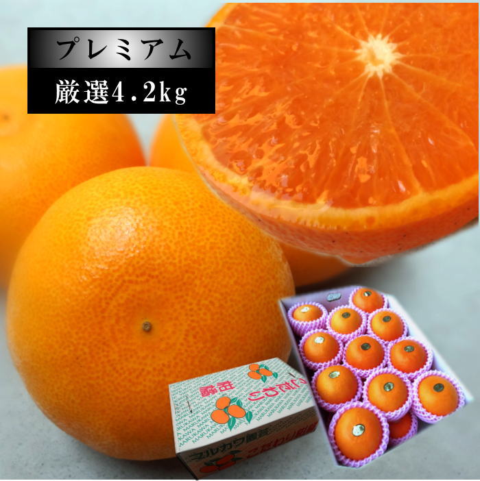 �ھ����ֹ棴�������ڽϤ��Ȥ����쥮��顼Ȣ�����������ޤ����������ץ�ߥ��ࡡ�󣴡��������