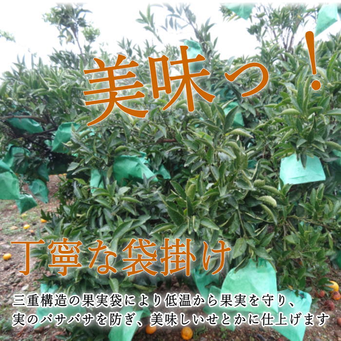 �ھ����ֹ棴�������ڽϤ��Ȥ����쥮��顼Ȣ����̥����������ʡ��󣵣����