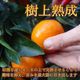 �ھ����ֹ棱�����۽���̣�������β���Ȣ����ˡ��ӥ������������ץ�ߥ��ࡡ��������
