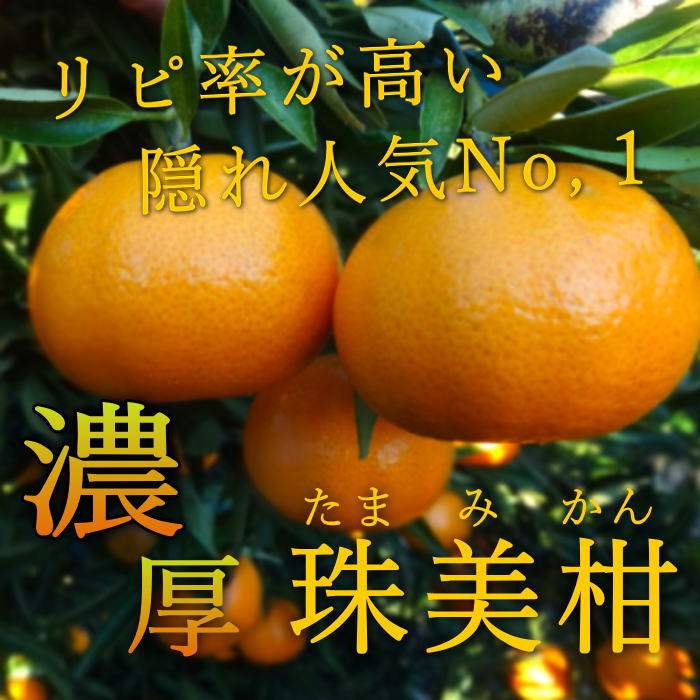 �ھ����ֹ棲������-��S�ۡ�ɬ��������������!!/�����ʣ�Ȣ���åȡۤ������Τ��ߤ���ʡ��2026-IRODORI-����Ȣ�����������硡�������ѡ��󣲣�����ߣ�Ȣ��Ʊ�참��˸¤��
