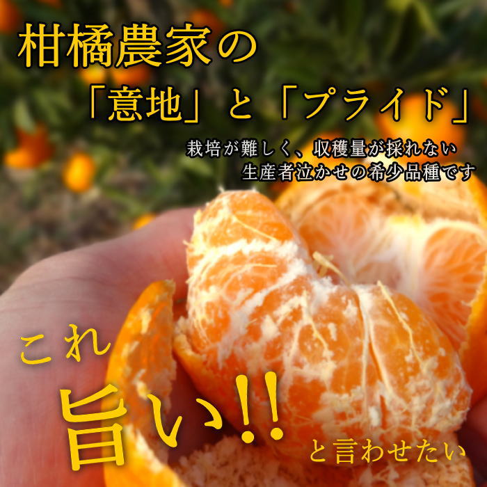 �ھ����ֹ棲������-��S�ۡ�ɬ��������������!!/�����ʣ�Ȣ���åȡۤ������Τ��ߤ���ʡ��2026-IRODORI-����Ȣ�����������硡�������ѡ��󣲣�����ߣ�Ȣ��Ʊ�참��˸¤��