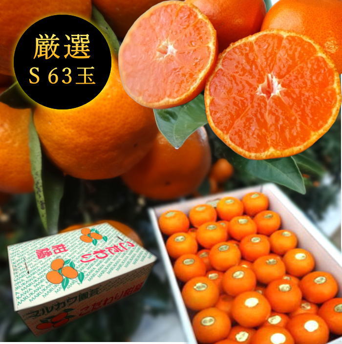 �ھ����ֹ棱������̪�Ĵݡ��쥮��顼Ȣ���ӥ������������ץ�ߥ��ࡡ��������
