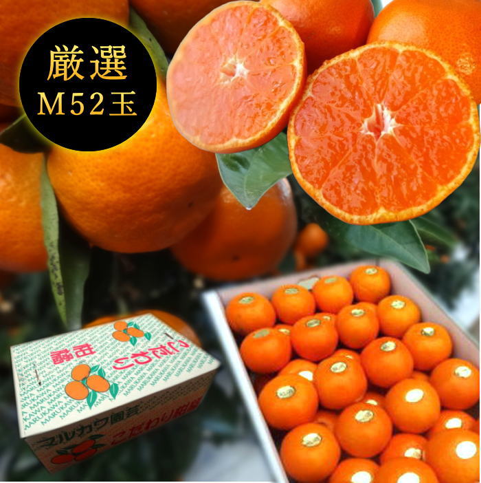 �ھ����ֹ棱������̪�Ĵݡ��쥮��顼Ȣ���ͥ������������ץ�ߥ��ࡡ��������