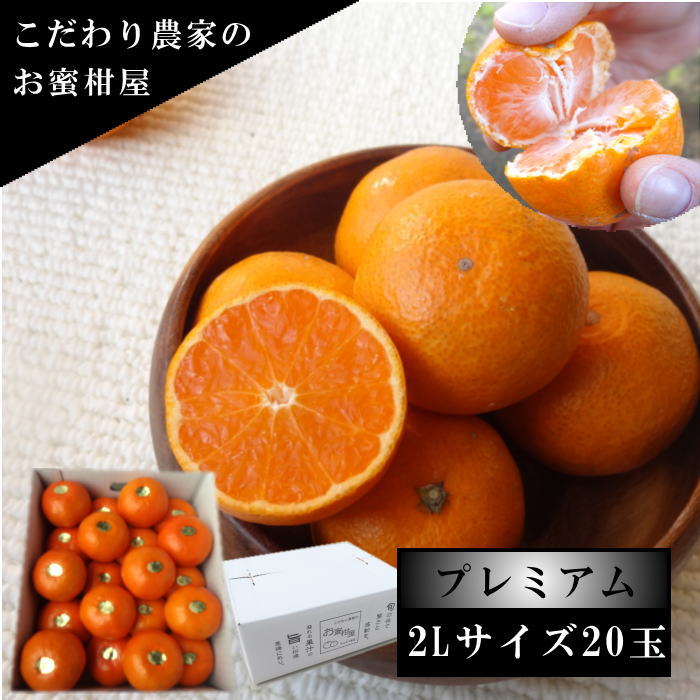 �ھ����ֹ棵�������д�������Υ��ե�Ȣ�����̥������������ץ�ߥ��ࡡ������