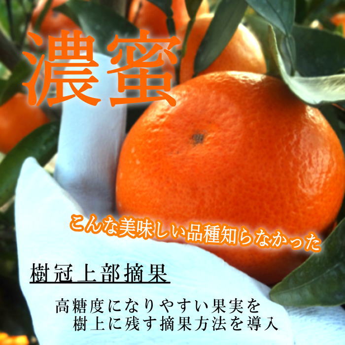 �ھ����ֹ棳������̪Ƿ˾�����β���Ȣ����ˡ��ͥ������������ץ�ߥ��ࡡ��������