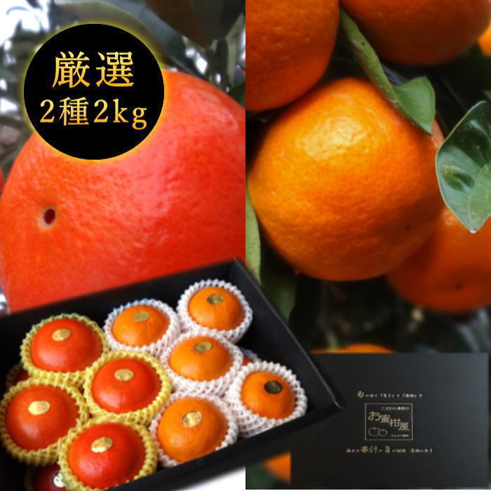 ھֹ棱ۡڥݥȣܡ̪ۤŹĹθץߥ८եȡͤ碌βȢˡ󣲣