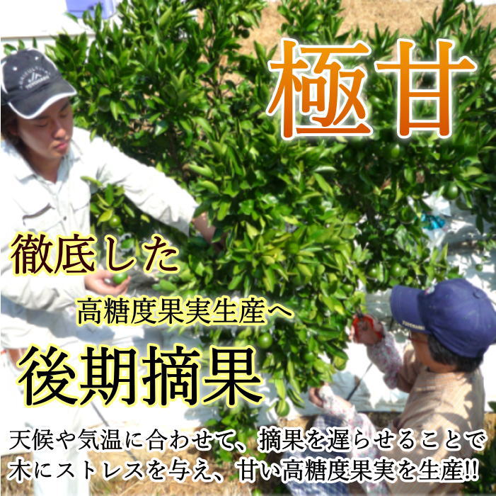 �ھ����ֹ棱������̪�Ĵݡ��쥮��顼Ȣ������̥����������ʡ��󣵣����