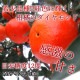 �ھ����ֹ棲�����۹ȥ����䡡���β���Ȣ����ˡ����������ޤ����������ץ�ߥ��ࡡ�󣲣����