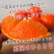 �ھ����ֹ棲�����۹ȥ����䡡�쥮��顼Ȣ�����������ޤ����������ץ�ߥ��ࡡ�󣳡��������