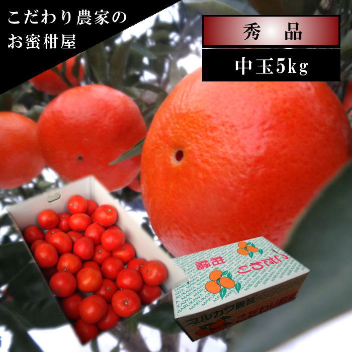 �ھ����ֹ棲�����۹ȥ����䡡�쥮��顼Ȣ����̥����������ʡ��󣵣����