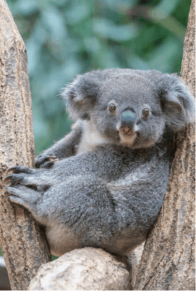 ZOO ポストカード-142 つくし（コアラ） | 東山動植物園公式,雑貨