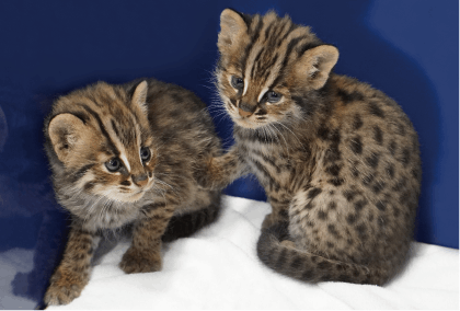 ☆ヤマネコさま専用です☆ 000000000035_xeYF4Nk.png