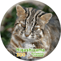 ZOO BADGE-007���Ҥʤ��ʥĥ��ޥ�ޥͥ���