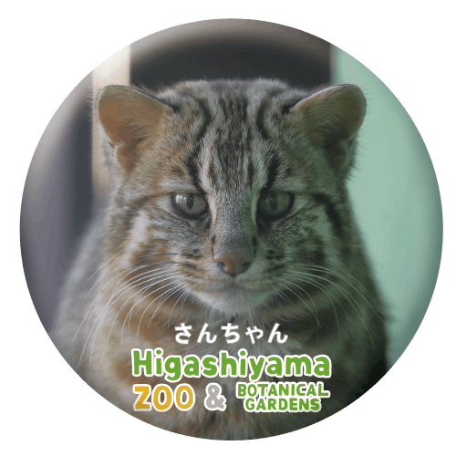☆ヤマネコさま専用です☆ ZOO BADGE-017 さんちゃん（ツシマヤマネコ） | 東山動植物園