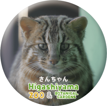 ZOO BADGE-017 さんちゃん（ツシマヤマネコ） | 東山動植物園の公式