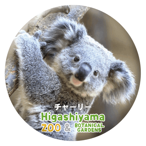 ZOO BADGE-005 チャーリー（コアラ） | 東山動植物園公式,雑貨,缶