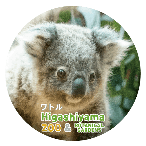 ZOO BADGE-065 ワトル（コアラ） | 東山動植物園公式,雑貨,缶バッジ