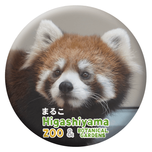 ZOO BADGE-058 まるこ（シセンレッサーパンダ） | 東山動植物園