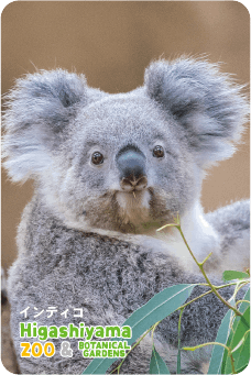 ZOO パネルマグネット-015 インディコ（コアラ） | 東山動植物園公式