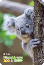 ZOO �ѥͥ�ޥ��ͥå�-006�������ʥ������