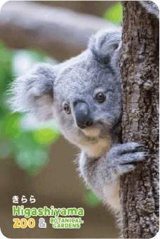 ZOO パネルマグネット-006 きらら（コアラ） | 東山動植物園公式,雑貨
