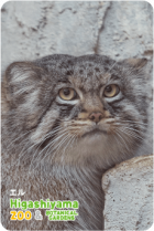 ZOO �ѥͥ�ޥ��ͥå�-020������ʥޥ̥�ͥ���
