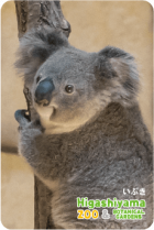 ZOO �ѥͥ�ޥ��ͥå�-021�����֤��ʥ������