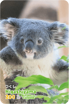 日本画　絵画　岩絵具　人物　東山動植物園　コアラ　女の子　パネル　B1サイズ ZOO パネルマグネット-022 つくし（コアラ） | 東山動植物園の公式