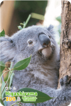 ZOO �ѥͥ�ޥ��ͥå�-023����ȥ�ʥ������