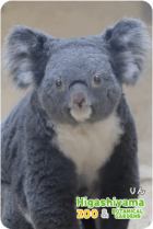 ZOO �ѥͥ�ޥ��ͥå�-026�����ʥ������