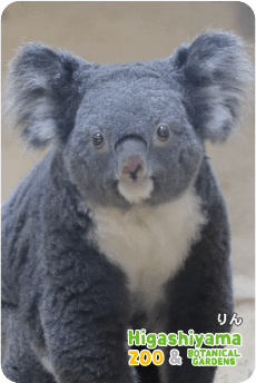 コアラ様♡専用 ZOO パネルマグネット-026 りん（コアラ） | 東山動植物園公式,雑貨