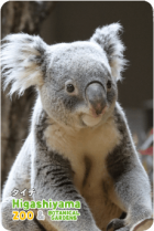 ZOO �ѥͥ�ޥ��ͥå�-031���������ʥ������