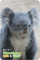 ZOO �ѥͥ�ޥ��ͥå�-040���ƥ��꡼�ʥ������