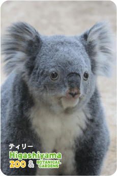 ZOO パネルマグネット-040 ティリー（コアラ） | 東山動植物園公式