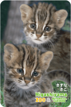 ZOO �ѥͥ�ޥ��ͥå�-027�������������ʡʥĥ��ޥ�ޥͥ���