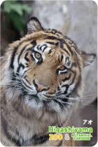ZOO �ѥͥ�ޥ��ͥå�-032�������ʥ��ޥȥ�ȥ��