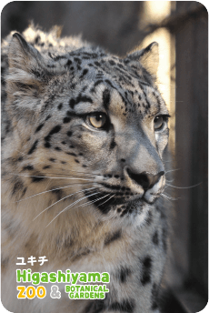 ZOO パネルマグネット-013 ユキチ（ユキヒョウ） | 東山動植物園の公式